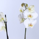 Орхидея Фаленопсис микс 2 ветки в горшке