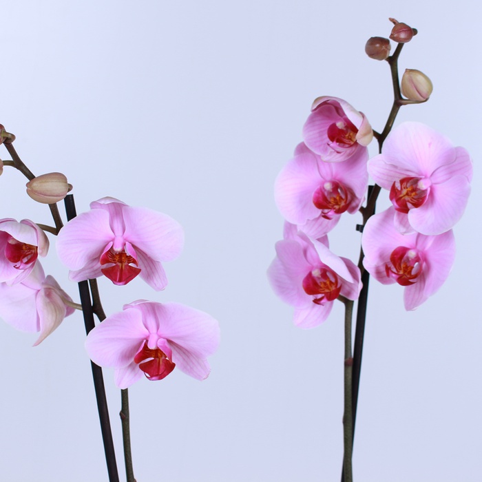 Орхидея Фаленопсис микс 2 ветки в горшке