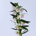 Орхидея Дендробиум в горшке