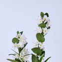 Орхидея Дендробиум в горшке