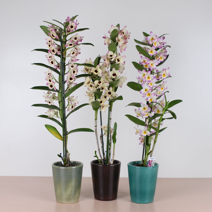 Орхидея Дендробиум в горшке