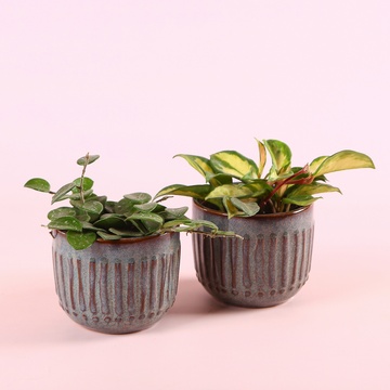 Хойя mix в горшке