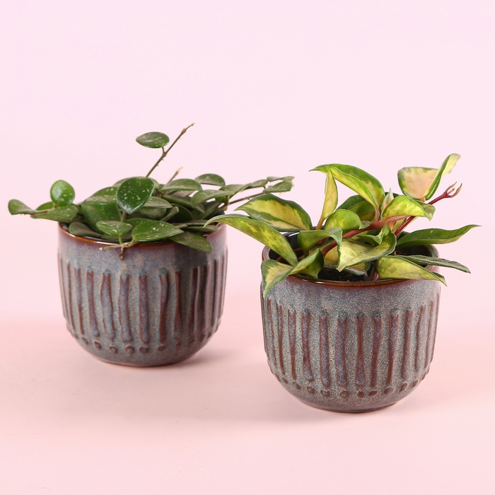 Хойя mix в горщику