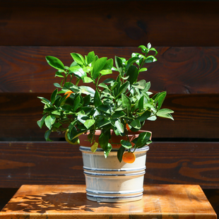 Цитрусове дерево в горшку, S