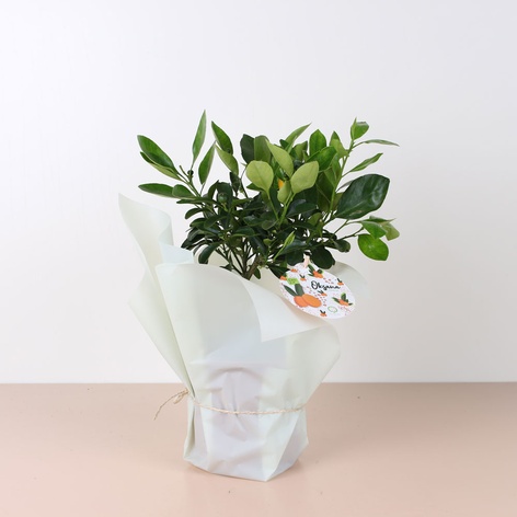 Цитрусовое дерево в горшке, S