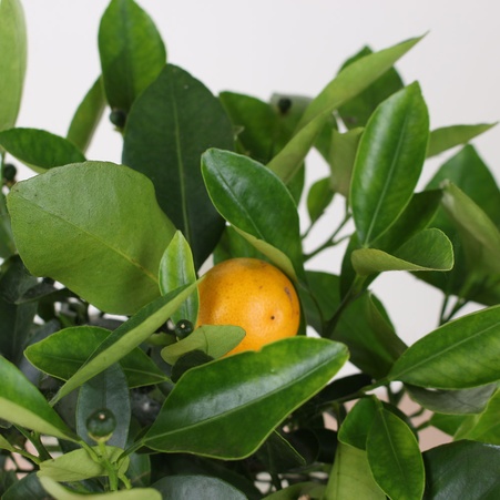 Цитрусове дерево в горшку, S