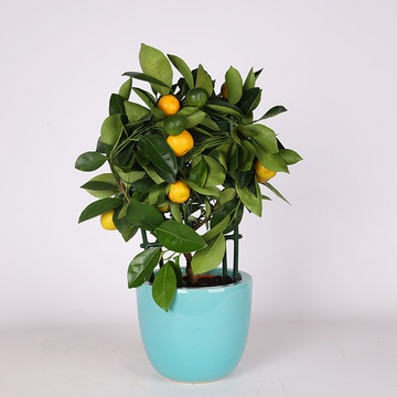 Цитрусовое дерево в горшке, S