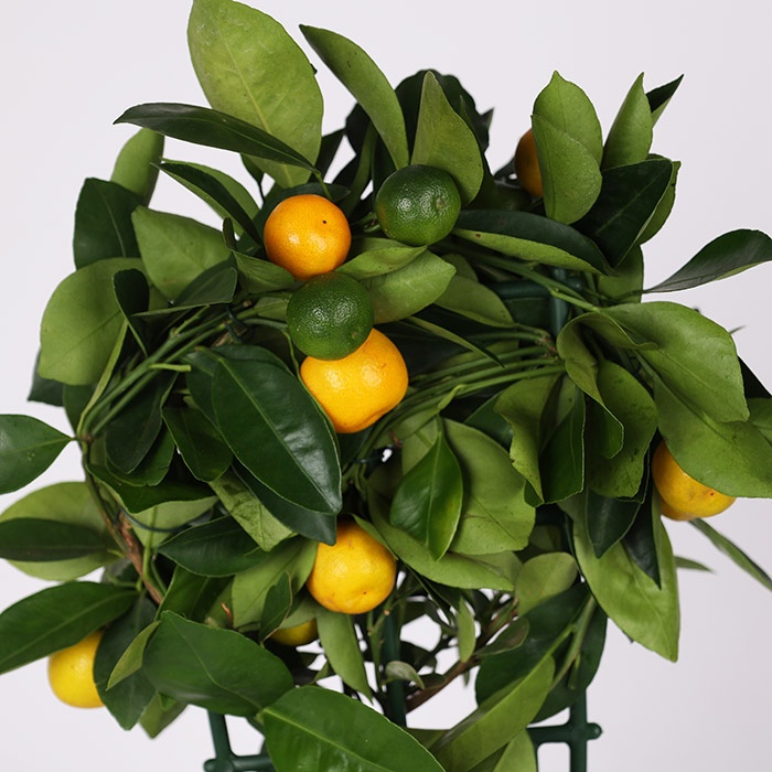 Цитрусове дерево в горшку, S