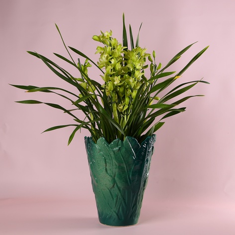 Цимбидиум в горшке