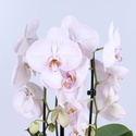 Орхидея Каскад в горшке