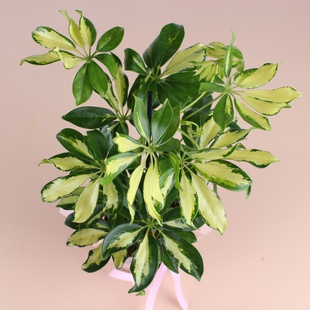 Шефлера в горщику