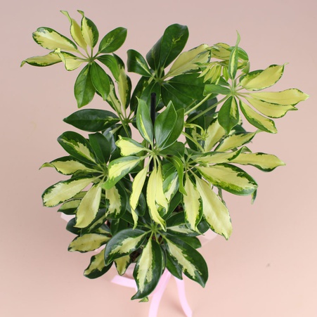 Шефлера в горшке