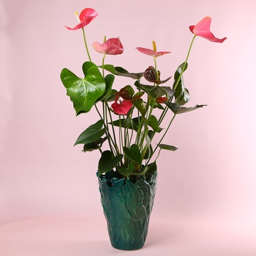 Антуриум в горшке, розовый