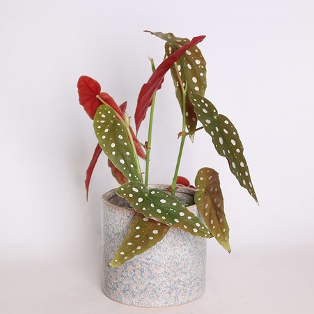 Бегония в горшке