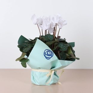 Цикламен мікс у горщику