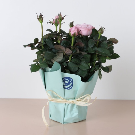 Троянда мікс у горщику