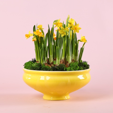 Нарцисс в кашпо