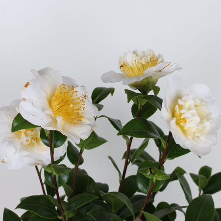 Камелія willamsii yellow