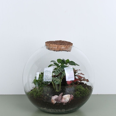 Флораріум у банці