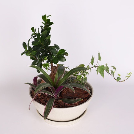 Высадка из растений в керамическом кашпо