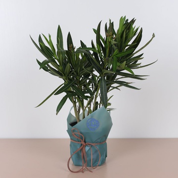 Олеандр у горщику, S