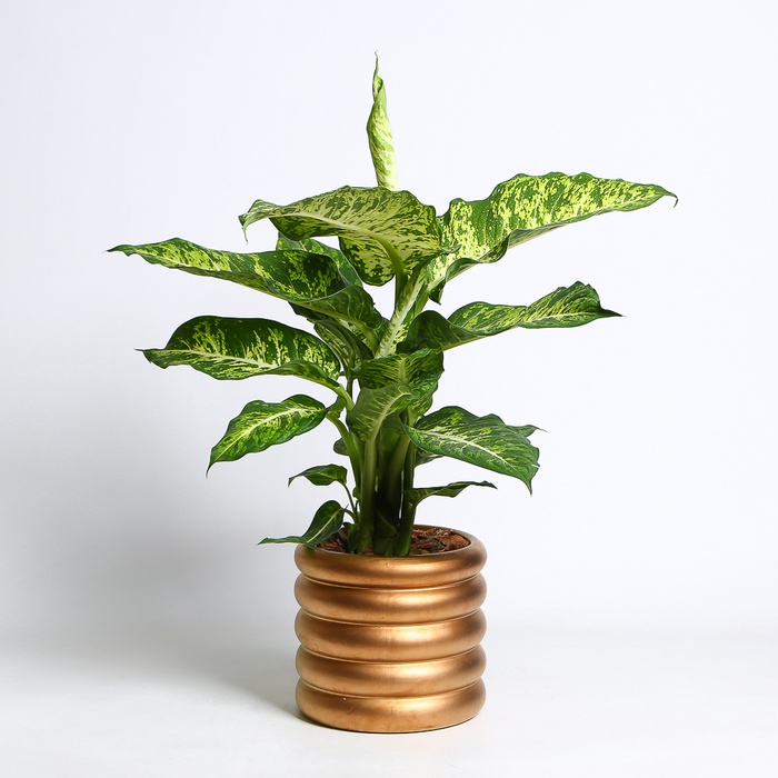 Діффенбахія у горщику