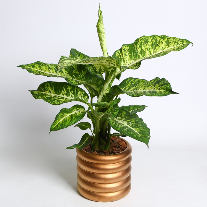 Діффенбахія у горщику