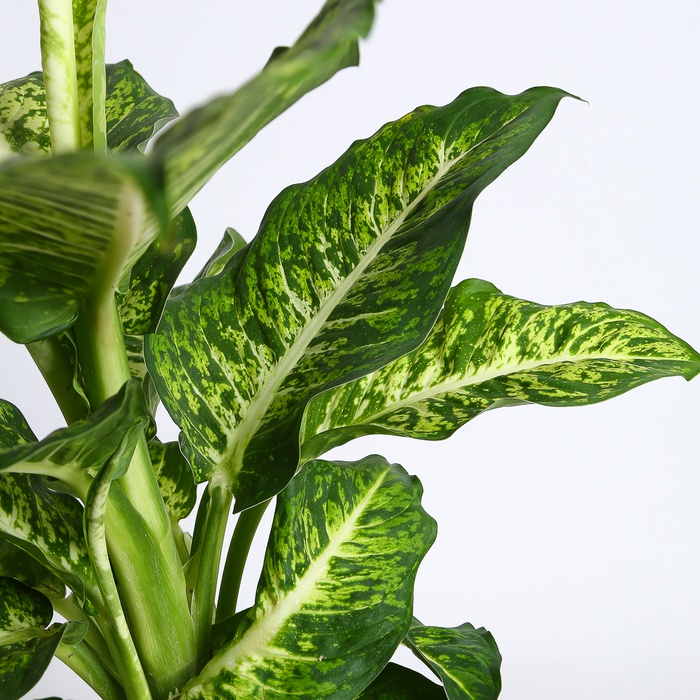 Діффенбахія у горщику