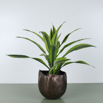 Драцена Лимон Лайм в горщику