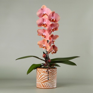 Орхідея Swan в горщику