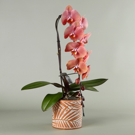 Орхидея Swan в горшке