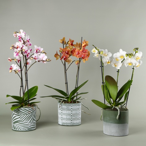 Орхидея мультифлора в горшке