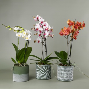 Орхідея мультифлора в горщику