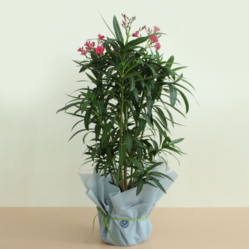 Олеандр у горщику, М