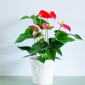 Антуриум в горшке, микс