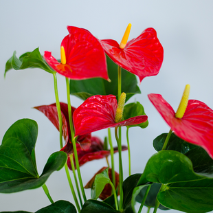 Антуріум у горщику, мікс