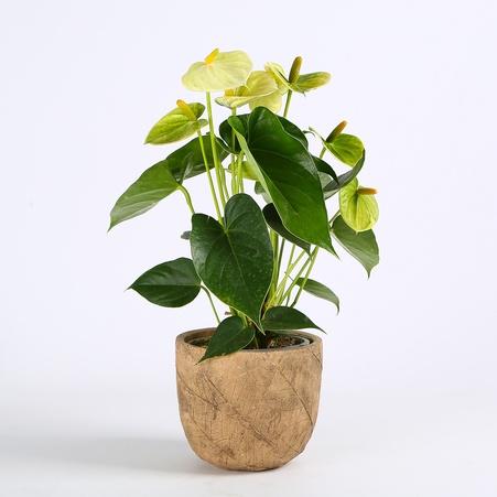 Антуріум у горщику, мікс