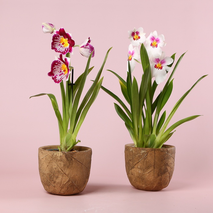 Орхідея мільтонія в горщику