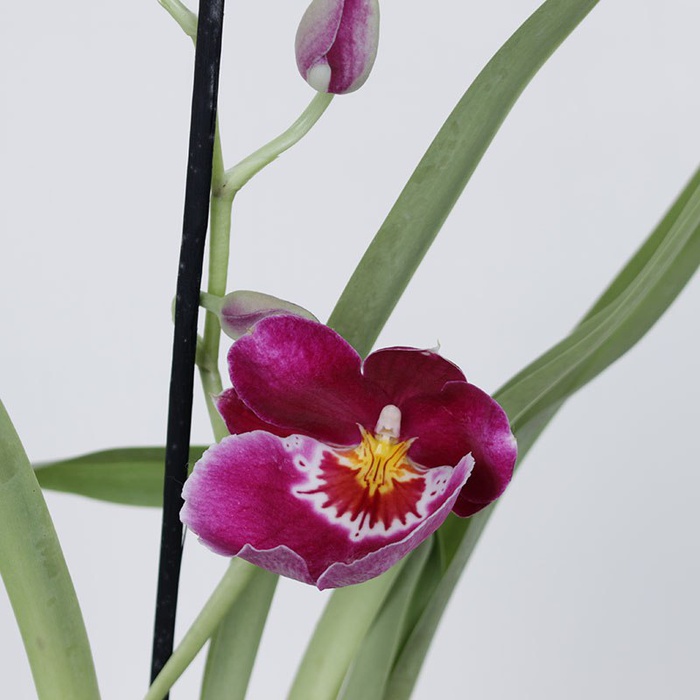 Орхідея мільтонія в горщику