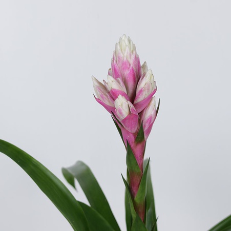 Гузмания Кенди в горшке