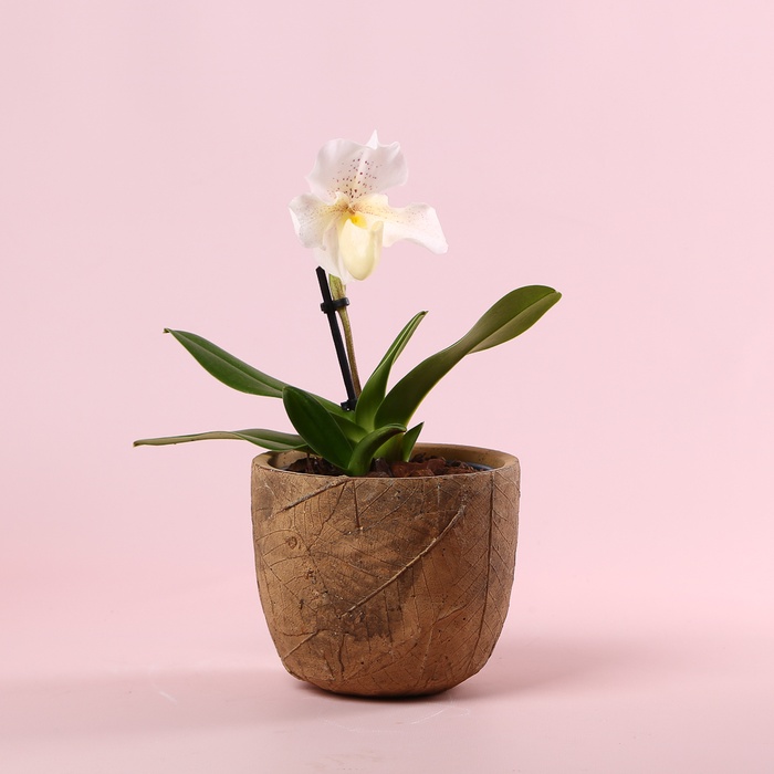 Орхидея пафиопедилум в горшке