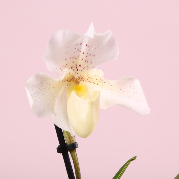 Орхидея пафиопедилум в горшке