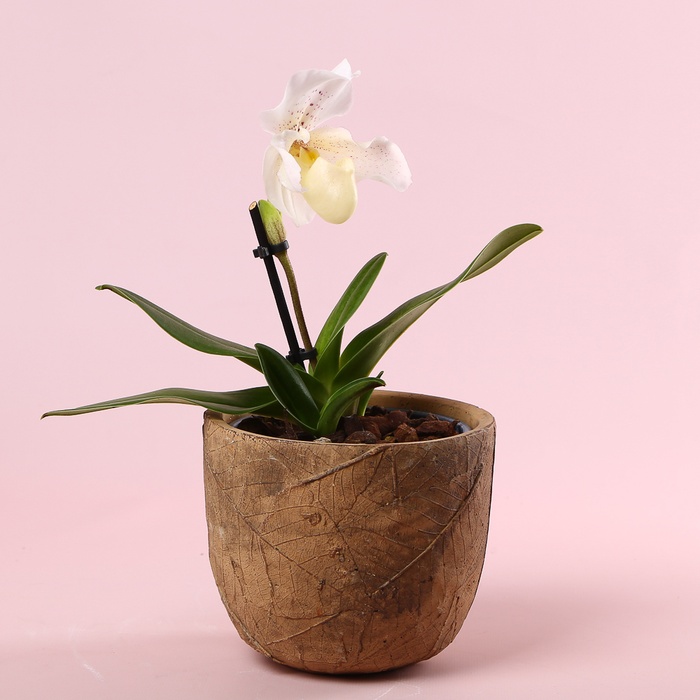 Орхидея пафиопедилум в горшке