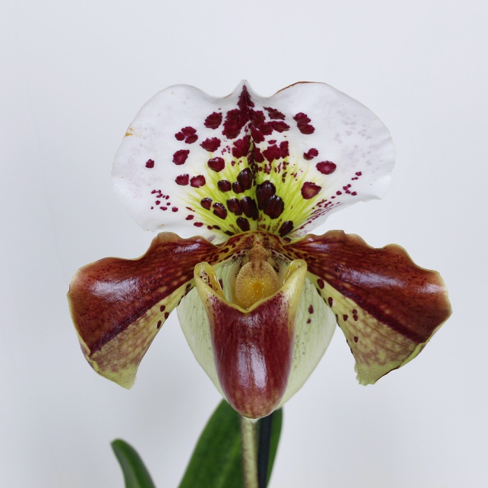 Орхидея пафиопедилум в горшке