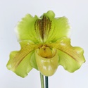 Орхидея пафиопедилум в горшке