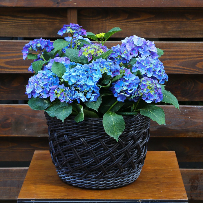 Гортензія в подарунковій упаковці