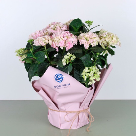 Гортензія в подарунковій упаковці