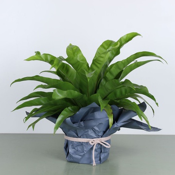 Асплениум Nidus Air So в горшке