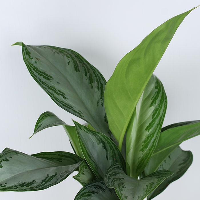 Аглаонема мікс у горщику