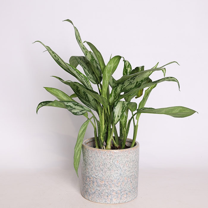 Аглаонема мікс у горщику